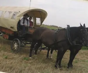 Planwagen mit zwei dunklen Pferden und Kutscher auf einer Wiese: Kremserfahrt, wie sie der Gasthof Deftige Pfanne organisiert