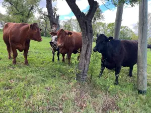 Braune und schwarze Rinder des Gasthofs Deftige Pfanne stehen auf der Weide zwischen Bäumen