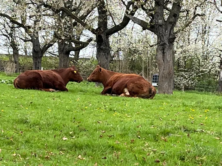 Zwei braune Rinder aus eigener Haltung liegen auf der grünen Weide unter blühenden Obstbäumen in Posterstein